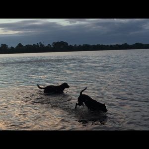 Meet your Posher, Dale